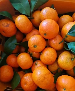 广西荔浦砂糖橘，很甜的甜橘子