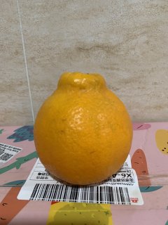好吃不贵的春见耙耙柑