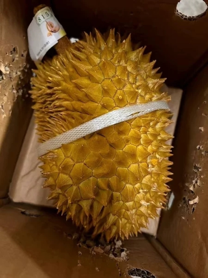 甘福园榴莲