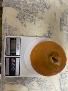 原来粑粑柑可以这么大，单果10CM