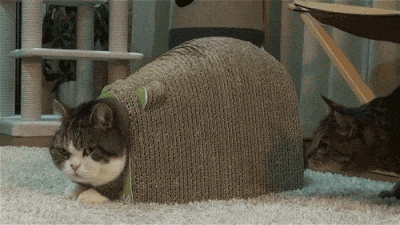 猫咪主食罐头怎么挑选，零食罐跟主食罐的区别在哪里。