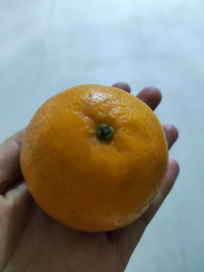 福瑞达其他水果