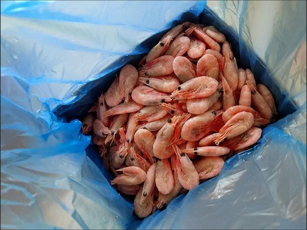 年夜饭不可缺少的冰虾