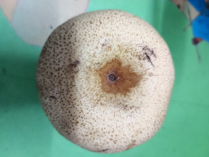 其他水果