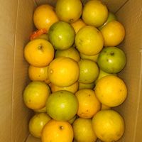 墙裂推荐沃柑3块一斤