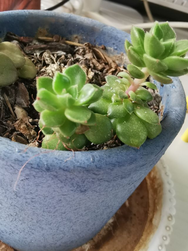 多肉简约款陶瓷花盆