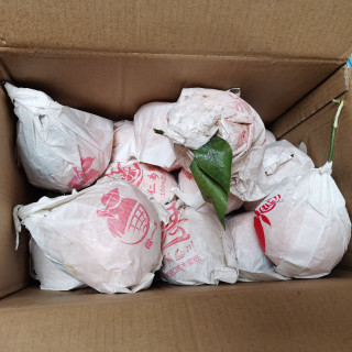 不满意的春见粑粑柑