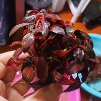 这几个水草忘记叫什么名字了