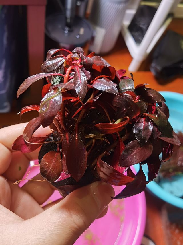 这几个水草忘记叫什么名字了