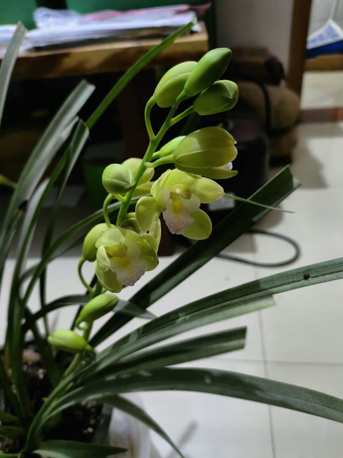 鲜花绿植