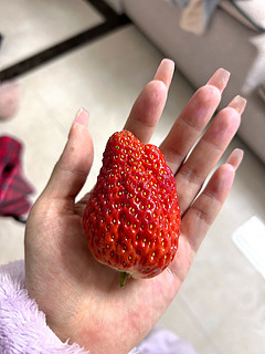 一口一个大草莓简直不要太幸福