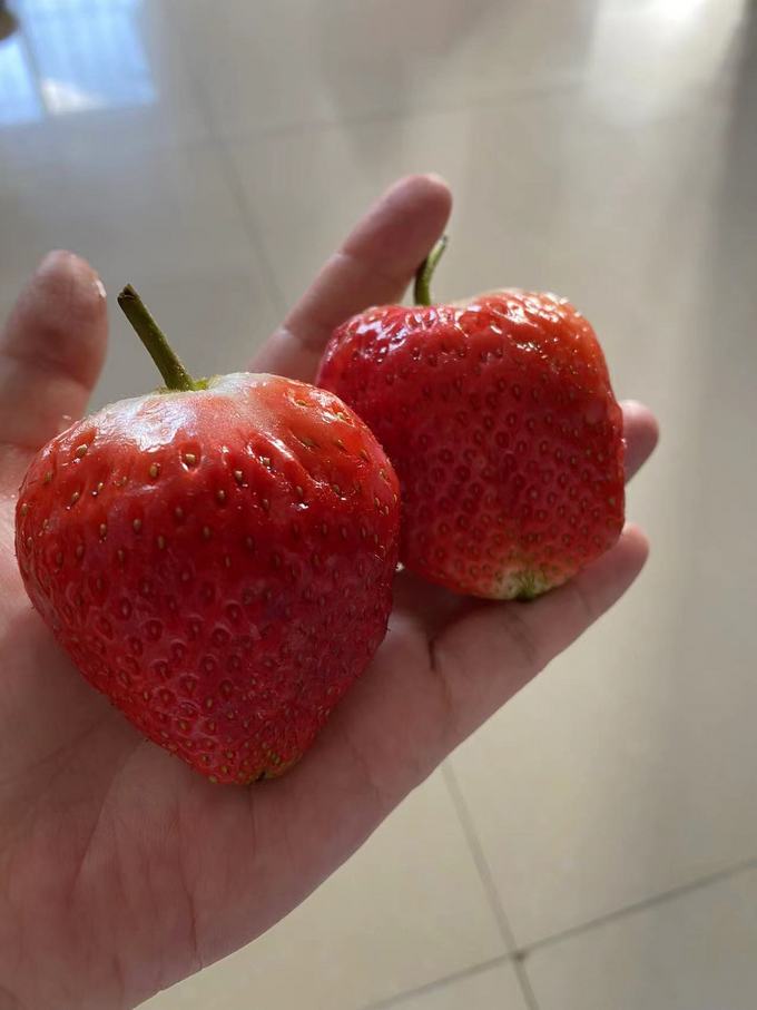 京东生鲜草莓
