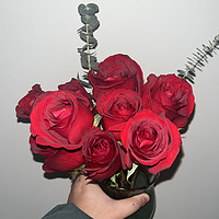 红色玫瑰花，我最爱的玫瑰颜色