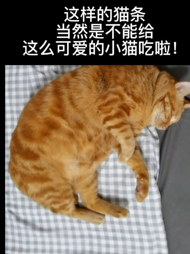 猫条