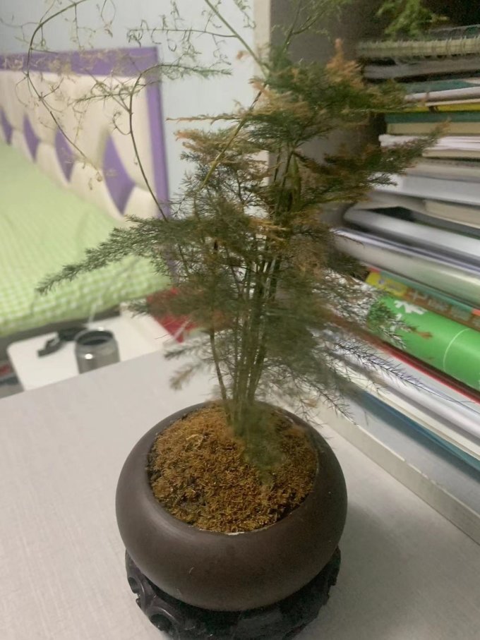盆栽
