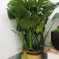 新增一棵大植物