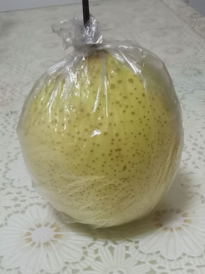 缤咕其他水果