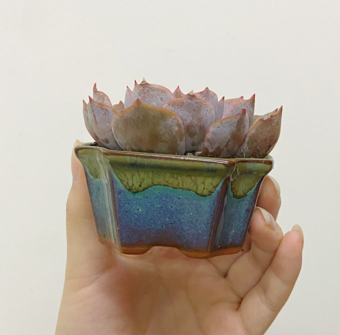 花盆