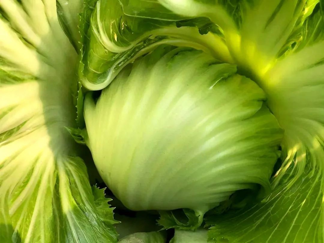 芥菜在中国究竟有多少个分身