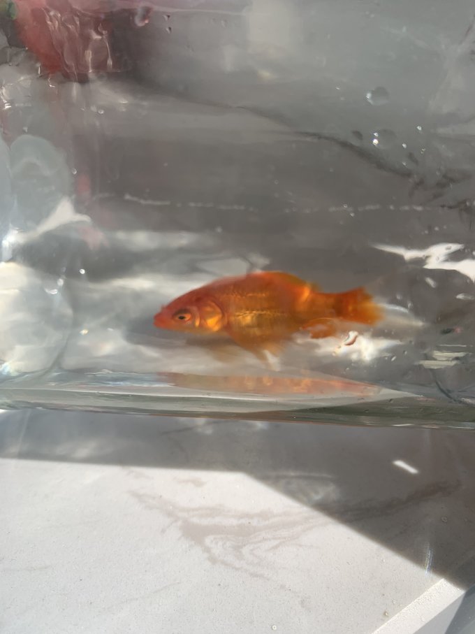 鱼多趣水族