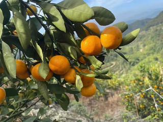 没有大学生 可以逃的过帮家里卖果🍊