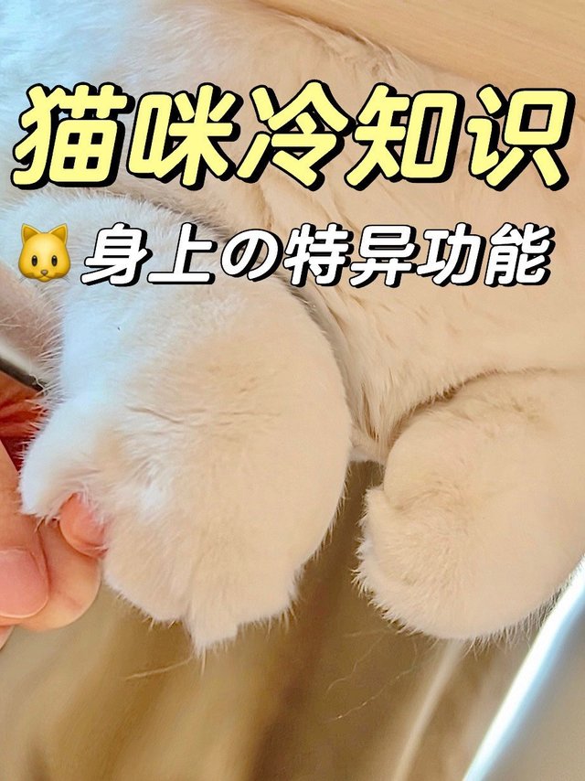 猫咪竟然这么厉害？猫咪冷知识🌟新手养猫