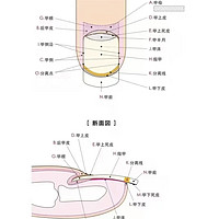 做美甲的话对指甲到底有没有伤害？