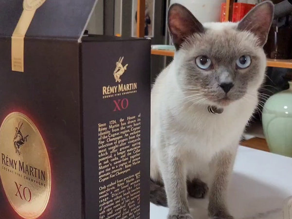 人头马一开，招财猫自然来🐱