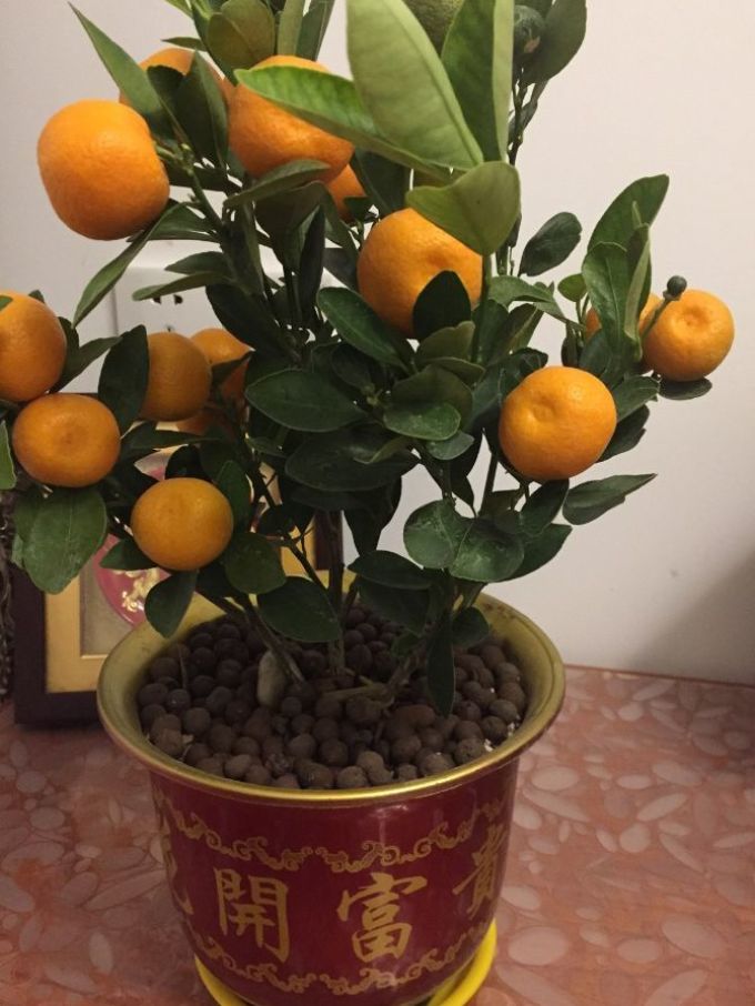 盆栽