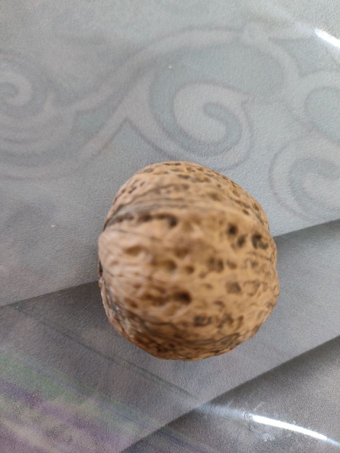 舌里核桃