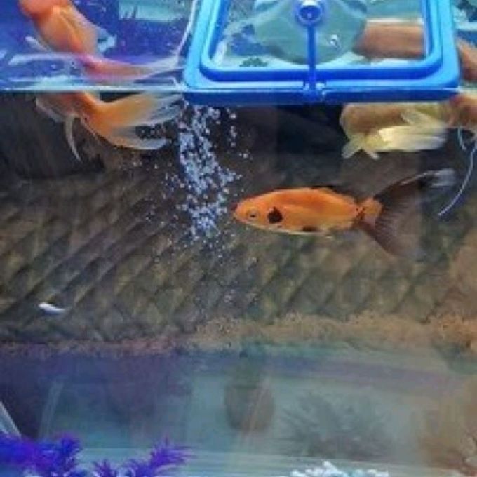 茨格曼水族设备