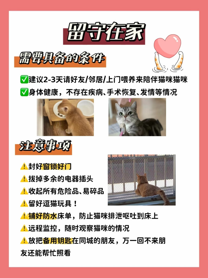 猫咪