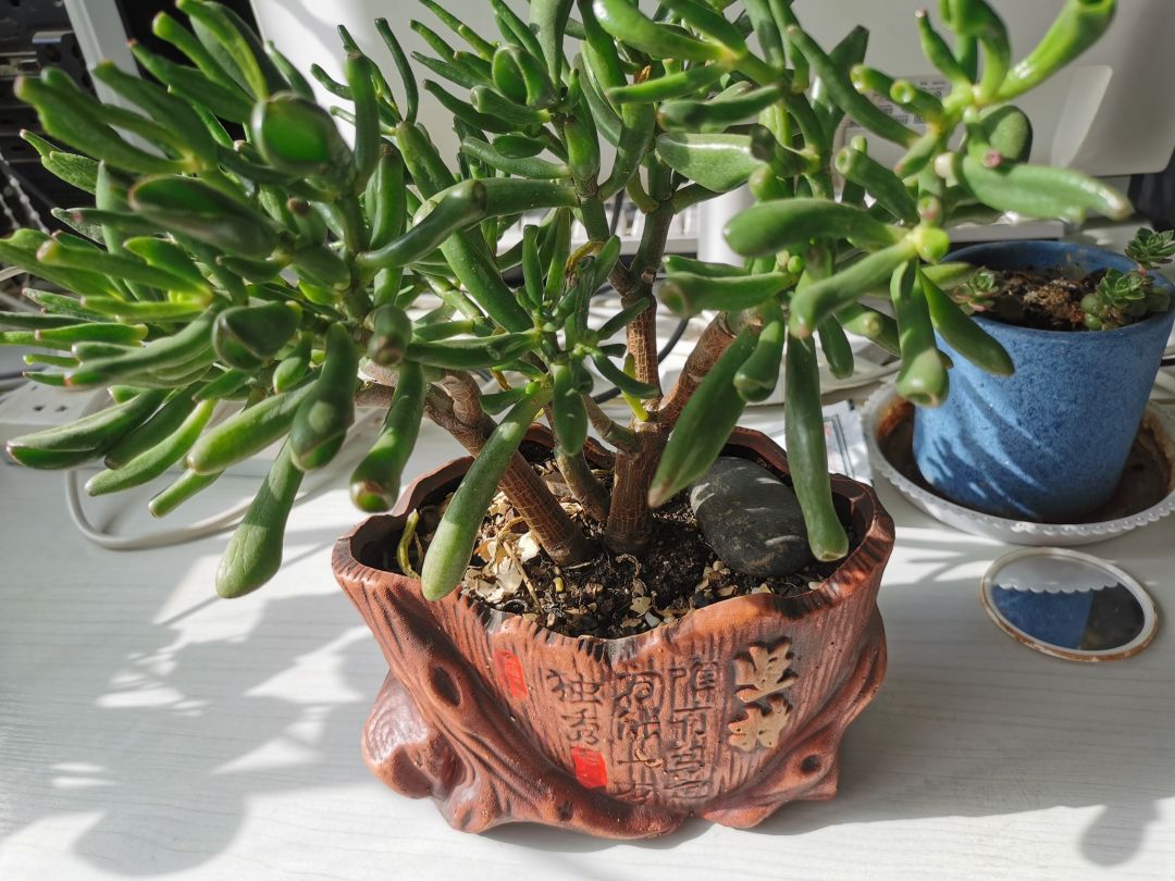 吸财树多肉花卉植物推荐