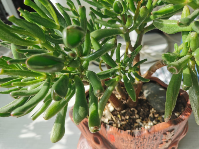 鲜花绿植