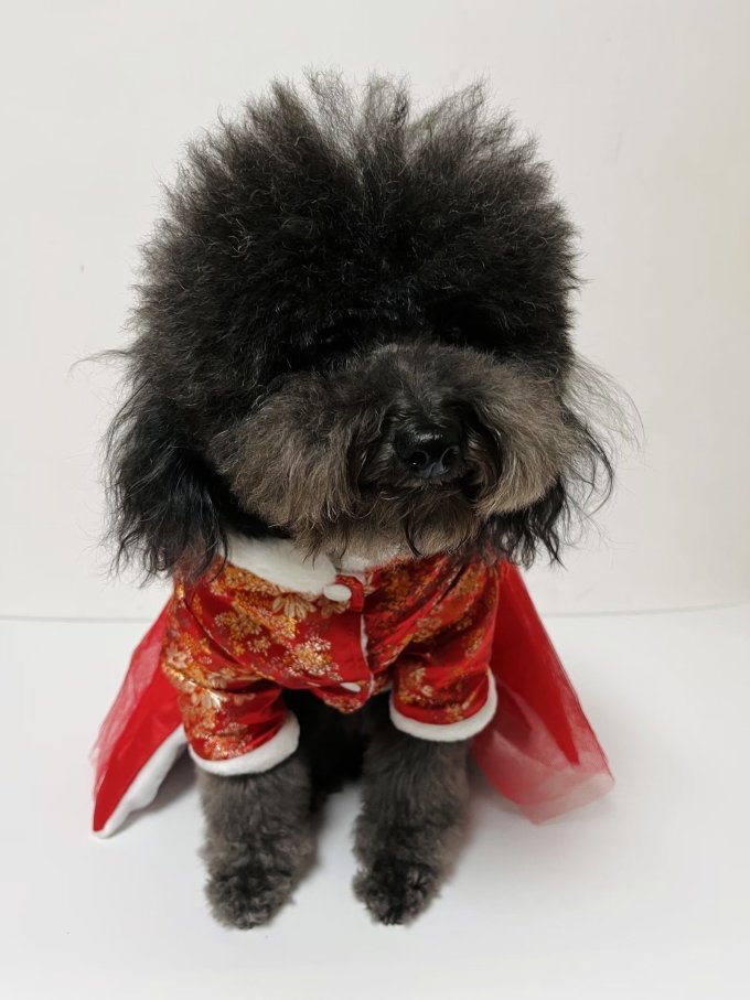 嬉皮狗狗狗服饰怎么样 狗衣服第14款丨爱美的小狗子