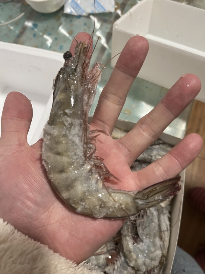 美苹虾类