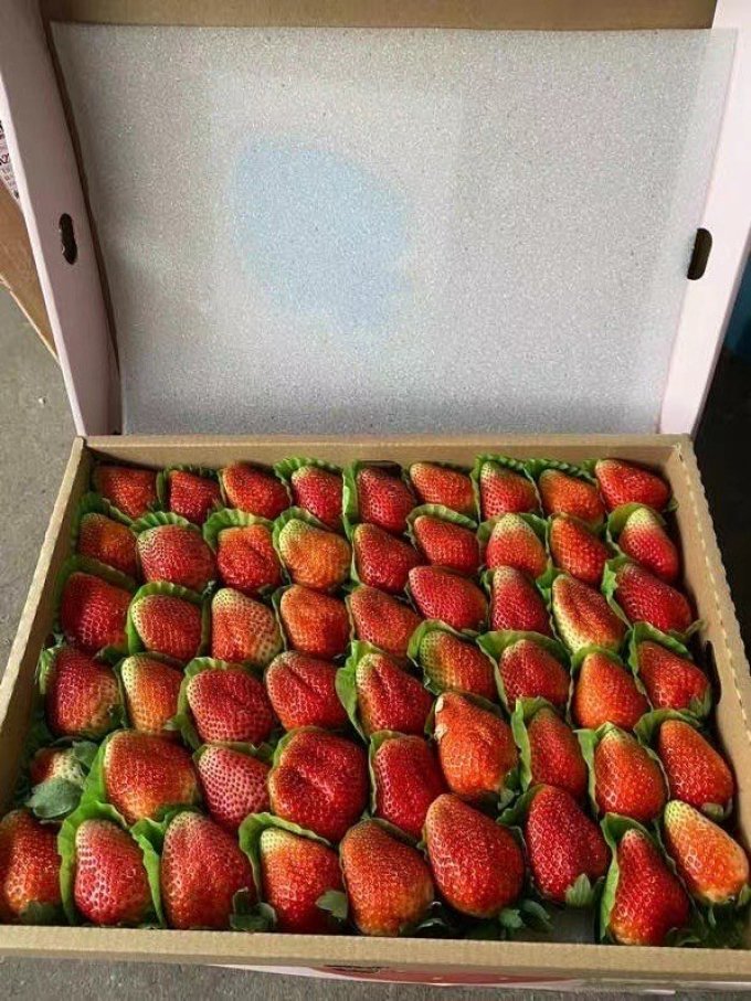 玖玖农场草莓