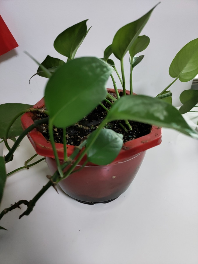 绿航绿萝鲜花绿植