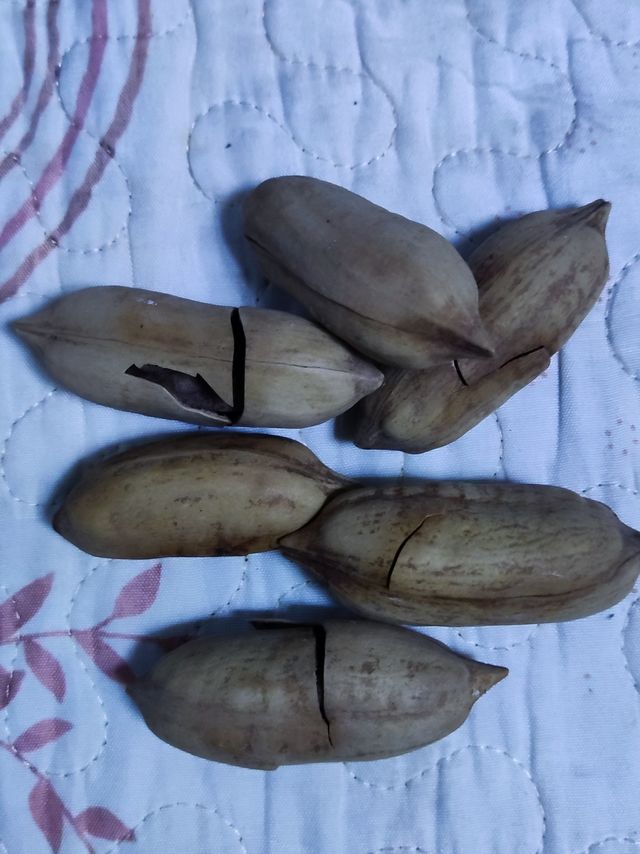 过年干果