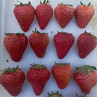 世界上最最好吃的草莓了