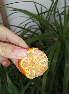 今年过年你炫砂糖橘了吗？
