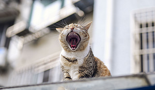 通过松下S5二代，胖猫猫们也要骗年夜饭呀