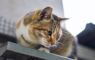 通过松下S5二代，胖猫猫们也要骗年夜饭呀