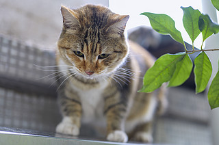 通过松下S5二代，胖猫猫们也要骗年夜饭呀