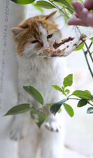 通过松下S5二代，胖猫猫们也要骗年夜饭呀