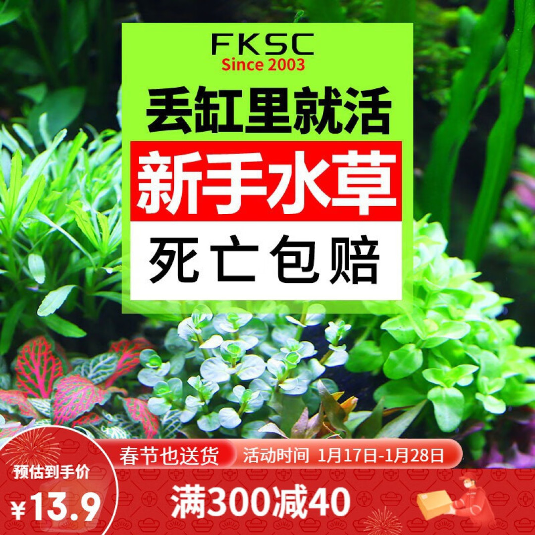 想要养好七彩神仙鱼，构筑一个良好的生态系统很重要