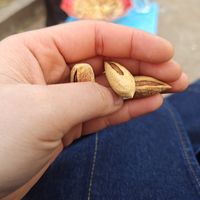 巴坦木坚果，过年的必备年货！