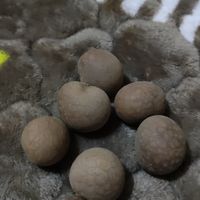 过年必备的龙眼干