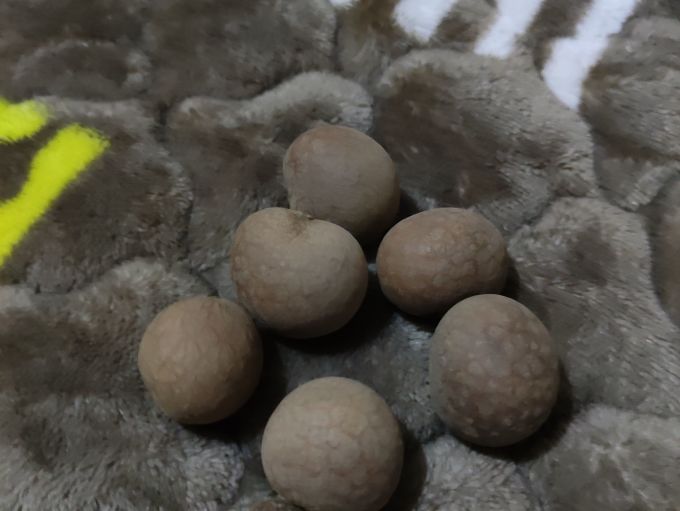 桃李旺其他干货
