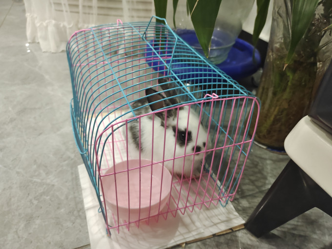 兔子粮